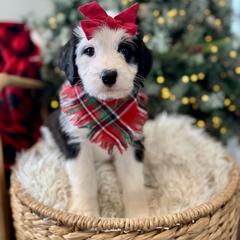 Assorted Doodle Crosses, Aussiedoodle, Australian Mountain Doodle, and Miniature Australian Shepherd Puppies from Aspen Mountain Doodles LLC