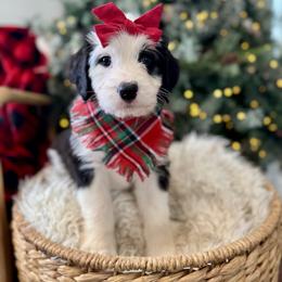 Assorted Doodle Crosses, Aussiedoodle, Australian Mountain Doodle, and Miniature Australian Shepherd Puppies from Aspen Mountain Doodles LLC