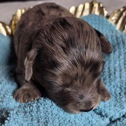 Gouda - Blue merle female Aussiedoodle puppy in Haleyville, Alabama from The Cuddly Dood Ranch