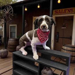 Manch - Havanese