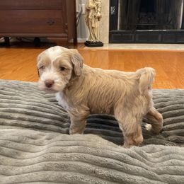 Rose - Cream female Goldendoodle puppy in Stafford, Virginia from Morris Doodles Virginia