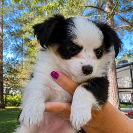Tux - Black and white male Chihuahua puppy in Tyler, Texas from Fancy Pants Chihuahua’s