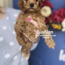 Bernedoodle, Cavapoo, Goldendoodle, and Poodle Puppies from Gypsi Doodles & Poodles