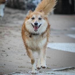 Inara - Icelandic Sheepdog