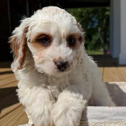 Everest - Blenheim male Cavapoo puppy in Bozrah, Connecticut from Cedar Creek Farm