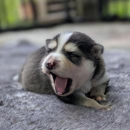 Gigi - Female - Black and white female Pomsky puppy in Hurleyville, New York from My Crazy Pomskys