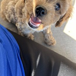 Cockapoo Puppies from Rosemary House