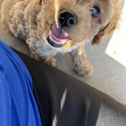 Cockapoo Puppies from Rosemary House