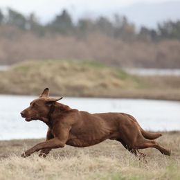 Labrador Retrievers from Lakota's-Applewoods