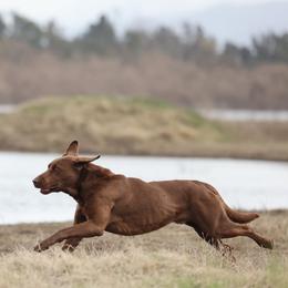 Labrador Retrievers from Lakota's-Applewoods