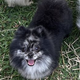 Rain - Blue merle male Pomeranian puppy in Princeton, New Jersey from PureLove Poms.