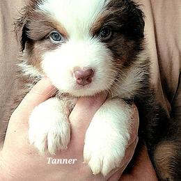 TANNER - Red tri-color male Australian Shepherd puppy in Elk Creek, Missouri from Hearts on Fire Australian Shepherds