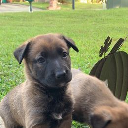 Belgian Malinois and Working Cross Puppies from L G Kennels