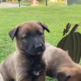 Belgian Malinois and Working Cross Puppies from L G Kennels