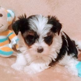Biewer Terrier Puppies from Licks and Wags