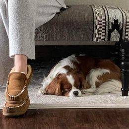 Cavalier King Charles Spaniel Puppies from Faithful Friends Cavaliers