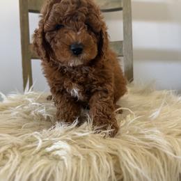 Brown - Red male Assorted Doodle Crosses puppy in Marysville, California from Dailey Doodles and Dachshunds