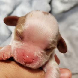 Cavalier King Charles Spaniel Puppies from Heritage Garden Cavaliers