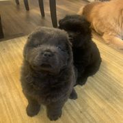Chow Chow Puppies from Darling Chows