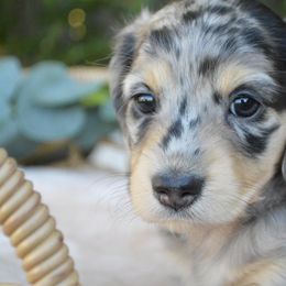 Dachshund Puppies from Dreamheart Dachshunds