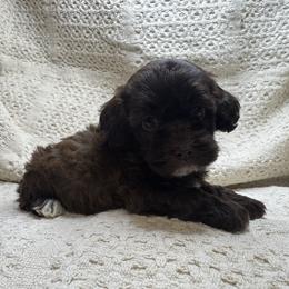 Orange collar - Brown female Cockapoo puppy in Berea, Kentucky from Blair’s Furry Friends