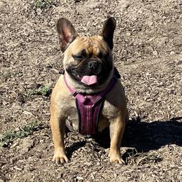 Roux - French Bulldog