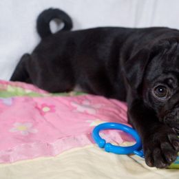 Pug Puppies from Pugs R 4 U in KY