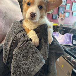 Dolly - Blue merle and white female American Corgi puppy in Orangevale, California from Corgis of the Heart
