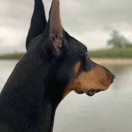 Doberman Pinscher Puppies from Ocean’s Breeze Doberman Pinschers