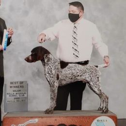 German Shorthaired Pointers from Majestik Kennels