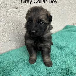 Grey Collar Boy - Sable male German Shepherd puppy in Columbus, Mississippi from Olde Wolfe German Shepherds