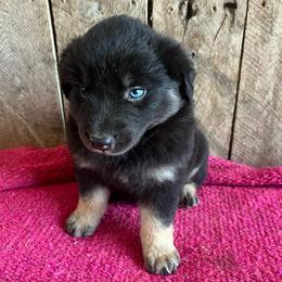 Aspen - Black tri-color female Australian Shepherd puppy in Whitwell, Tennessee from Owl Hollow Farm