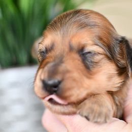 Shaded Red Longhair Girl - Red female Dachshund puppy in Empire, Alabama from Heart of Dixie Kennel