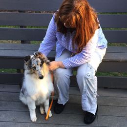 Collie Puppies from Whitehall Collies