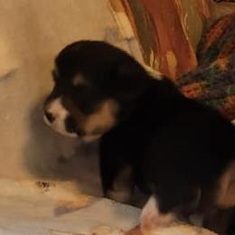 Girl 1 - Pembroke Welsh Corgi puppy in Smithville, Texas from Kat's Corgi's