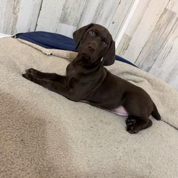 Solid liver male - Liver male German Shorthaired Pointer puppy in Caro, Michigan from Freemans' GSP's