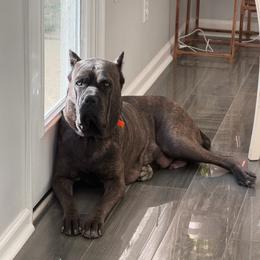 Navy - Cane Corso