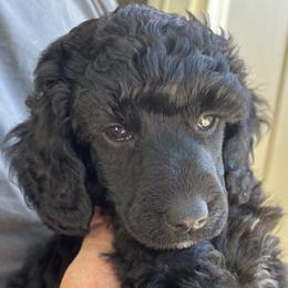 Franz - Black male Poodle puppy in Hartselle, Alabama from Phare Poodles
