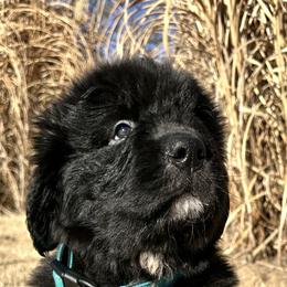 Boy 3 - AKC Registered Light Blue - Black male Newfoundland puppy in Marshall, Missouri from Majestic Gentle Giants
