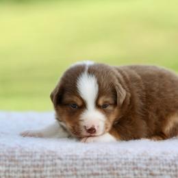Turtle Cheesecake - Red tri female Miniature Australian Shepherd puppy in Prague, Oklahoma from Clay Creek Aussies