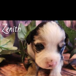 Zenith - Blue merle male Miniature Australian Shepherd puppy in Macomb, Missouri from Faunus Farms and Aussies
