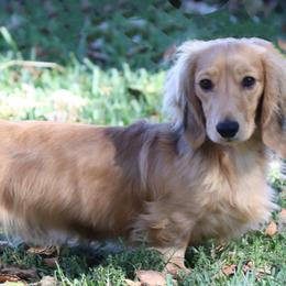 Dreamer - Dachshund