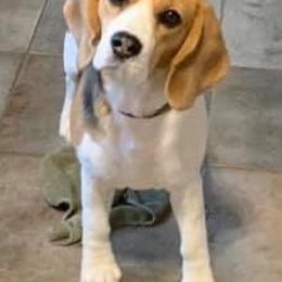 Beagles from Ellanne's Beagles