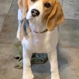 Beagles from Ellanne's Beagles