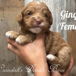 Ginger - Golden female Cockapoo puppy in Payson, Utah from Crandall’s Doodle Barn