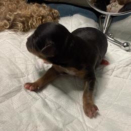 Phantom baby girl - Phantom female Maltipoo puppy in Weatherford, Texas from Aprishew Maltipoo