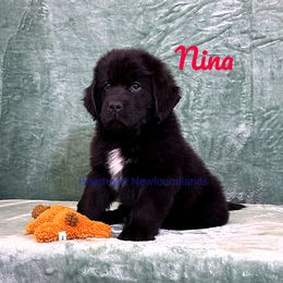 Nina - White and black Newfoundland puppy in Cortez, Colorado from Bear Heart Newfoundlands, LLC