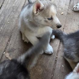 Girl 1 - Gray and white female Siberian Husky puppy in Elgin, Texas from Hudson Husky