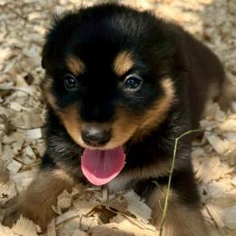 Zephyr - Black tri male Miniature Australian Shepherd puppy in Patterson, North Carolina from DreamLine Aussies