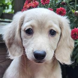 Alice - Cream female Dachshund puppy in Ovett, Mississippi from Anytime Dachshunds by D.B.